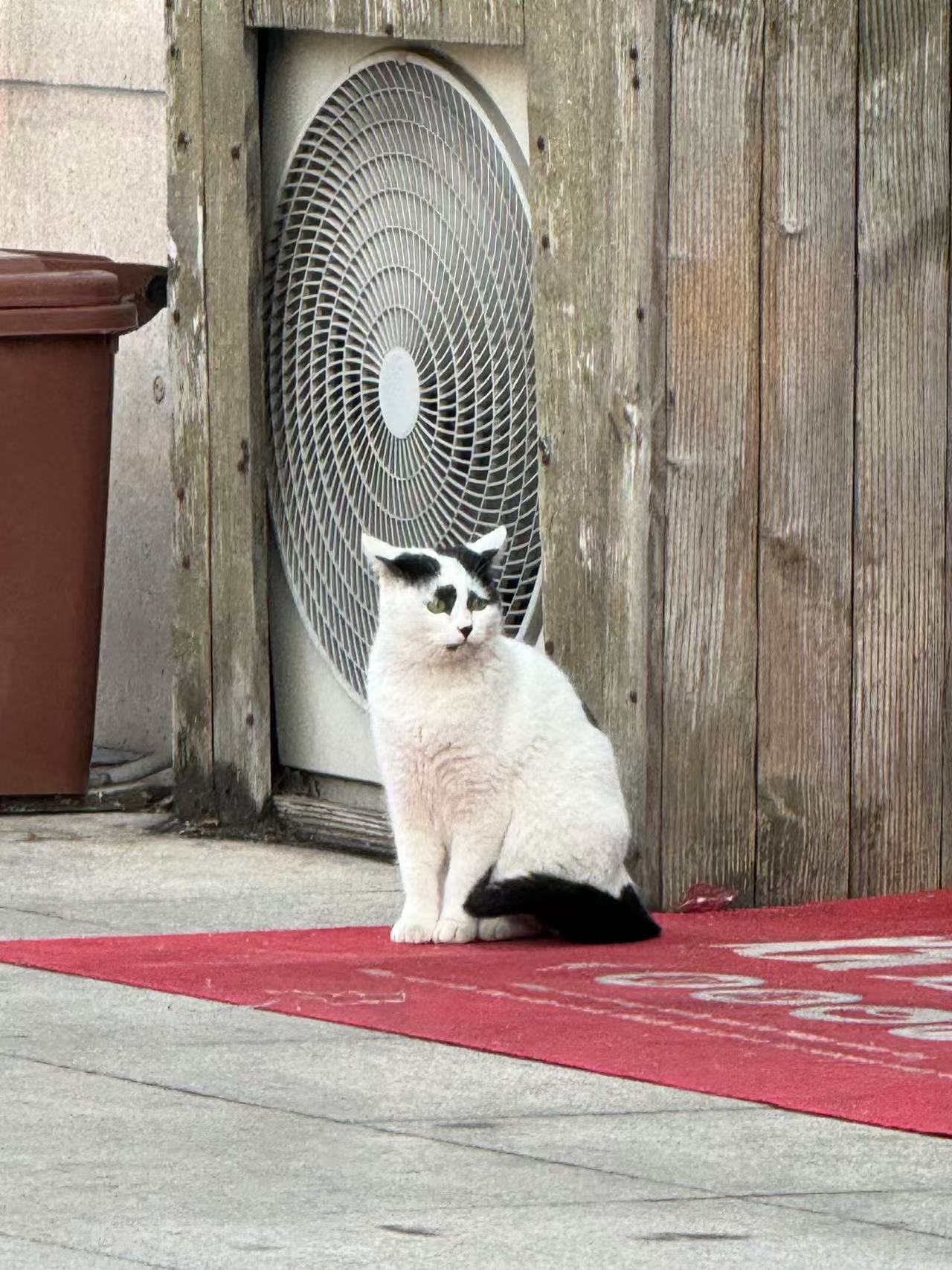 【粉丝投稿】偶遇一只长得很别致的悲伤猫猫 