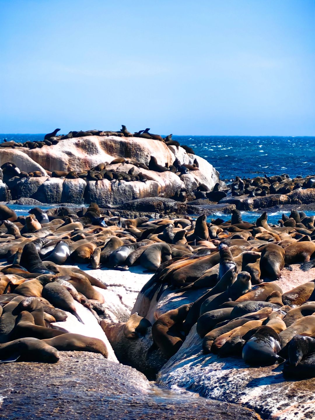 不是南极！我在这里看到了这辈子的海豹群