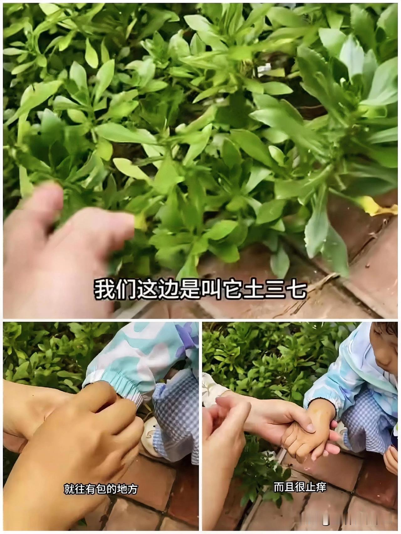 果然，能传下来的都是好东西，强烈推荐！

女子在家带娃，夏天招蚊子。她就用了老祖