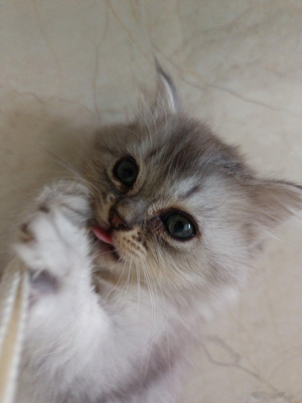 猫咪发现主人生病了喵星人除了卖萌，还有满眼的智慧 