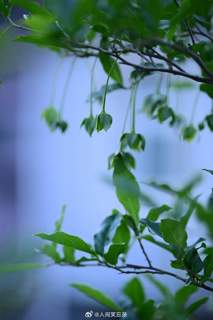 乌柿，在村人家里第一次看到，新奇极了。植物