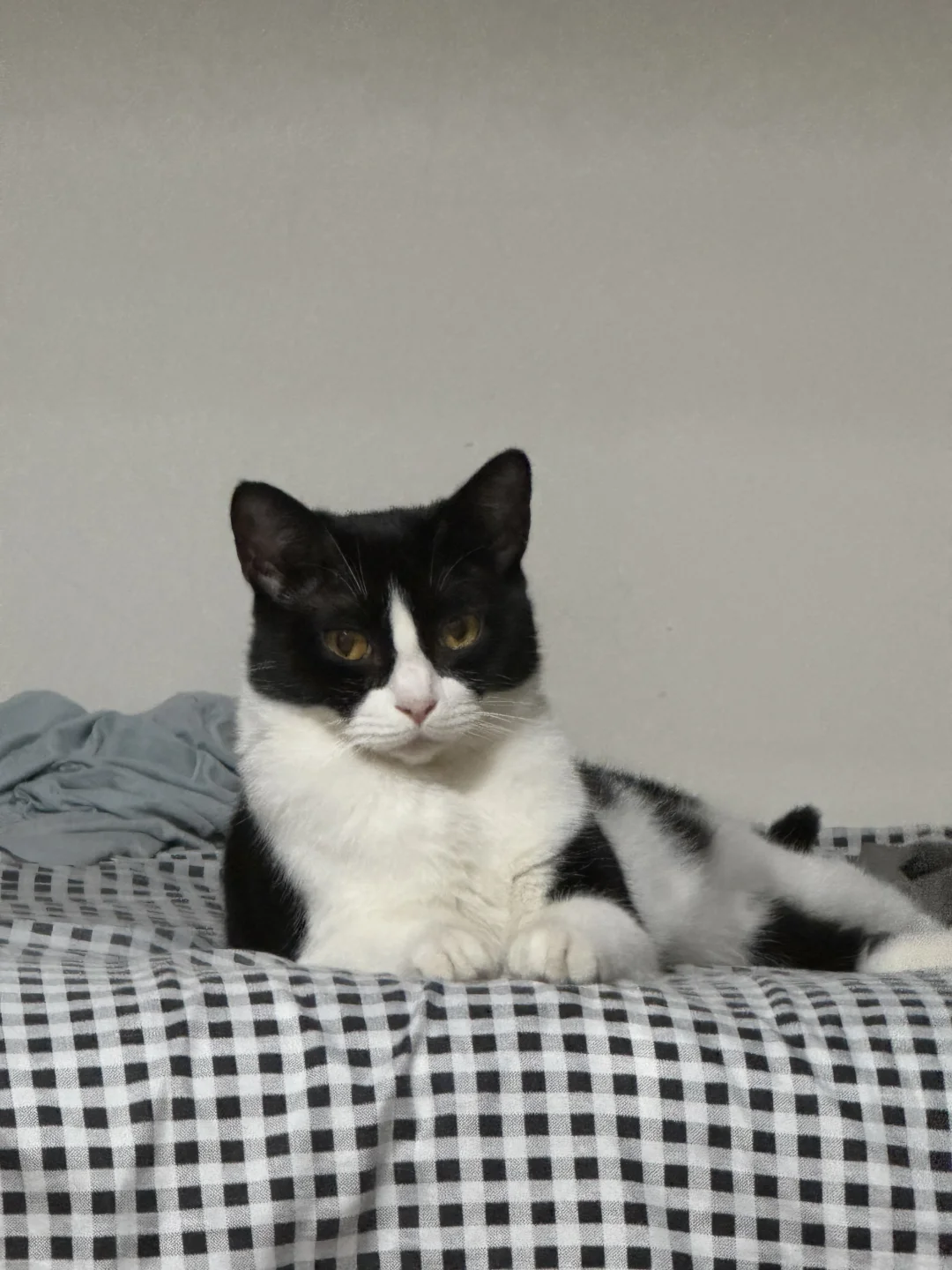 奶牛猫都喜欢这眼神看人吗