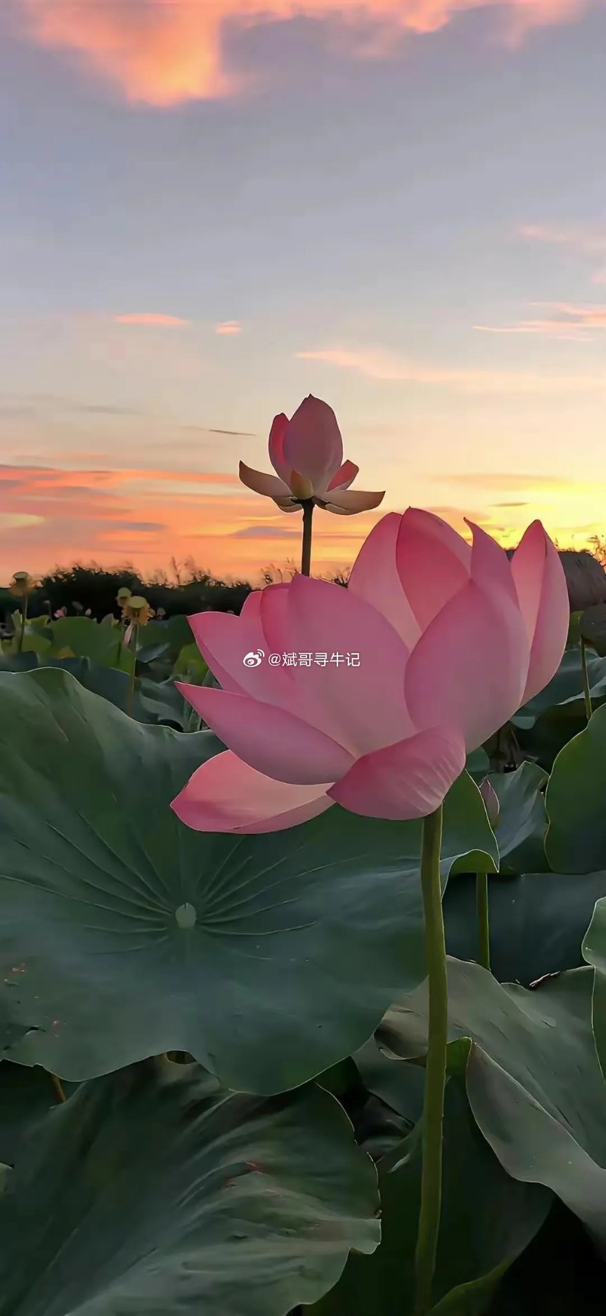 明天大概率放量普涨，指数站稳5日线收红，但只是反抽而非反转，务必轻仓观望。上涨动