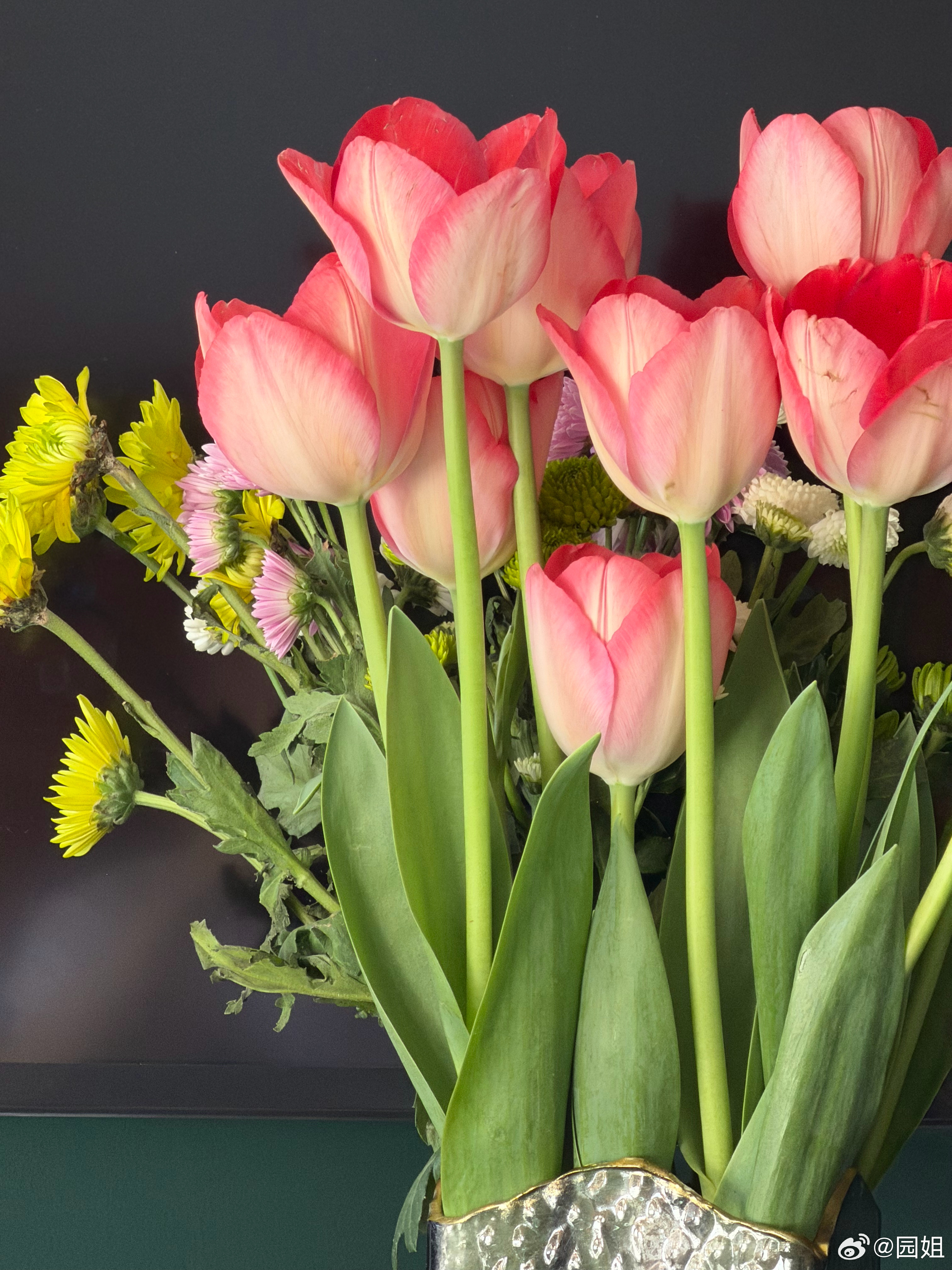 昨天买的郁金香开了，是不是挺漂亮的？ 