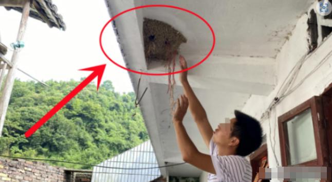 为什么燕子会把幼崽踢出窝？老人常说：掉下窝的燕子千万不要用手捡，否则就会被其他燕