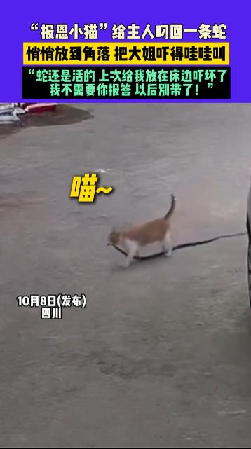 “离了个大谱！”10月8日，四川，一女子养的“报恩小猫”打猎叼回一条活蛇，悄悄放