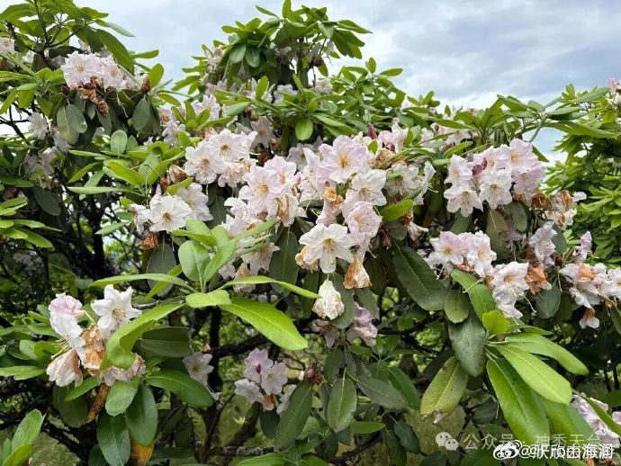 千年杜鹃火上央视打卡台州赏花经济 5月20日，浪漫加倍！央视镜头里的天台，不仅有