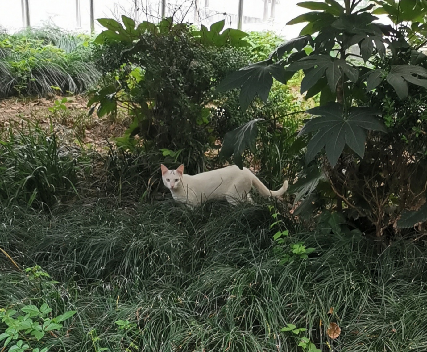 猫宁。小区里的一只小白，并不怕人，与人对视。