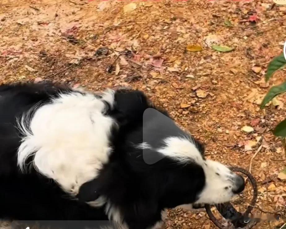 边牧在路边踩中兽夹，十多天了无人救助，后有个好心人看见打电话救援队的，要打开夹子