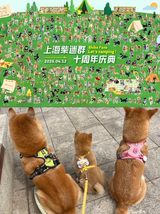 上海柴迷群十周年庆活动，我们三来啦！