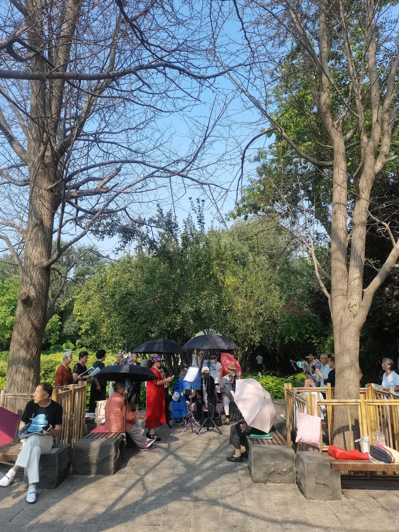 三个多月没去迎泽公园牡丹园唱歌了，今日，我再度来到牡丹园的银杏树下开唱。眼前景象