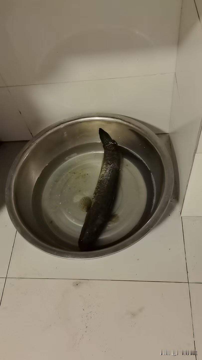 今日闲来无事，便琢磨着给餐桌添一道鲜。乡下河湖塘堰多，清水里养出的黑鱼肉质紧实，