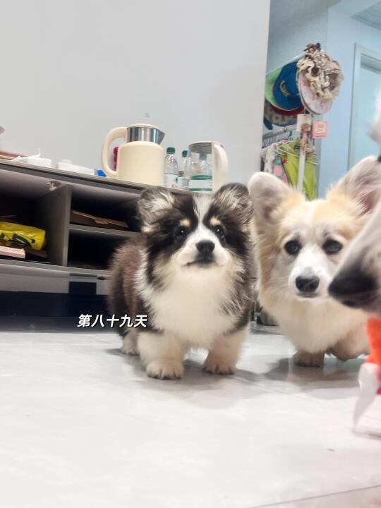 介绍一下我的小黑狗莓铃