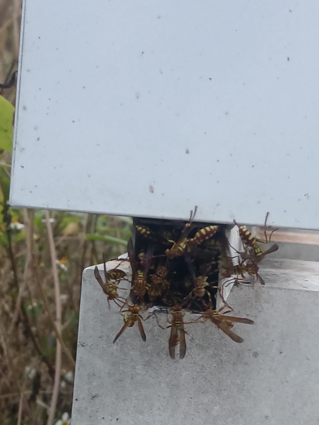 真是蜜蜂嘤嘤浅春来，蜂在管中欢唱，一只小管，蜜蜂满满。傍晚在公园里一处隐蔽的管道