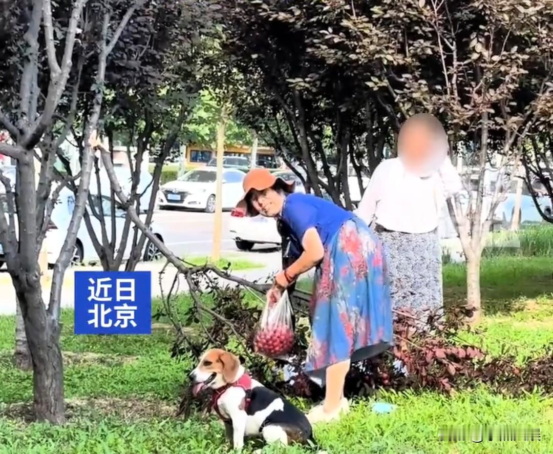 两女子折断路边绿化树，只是为了摘果子，有人试图劝阻但是他们都不听劝，直到博主说要