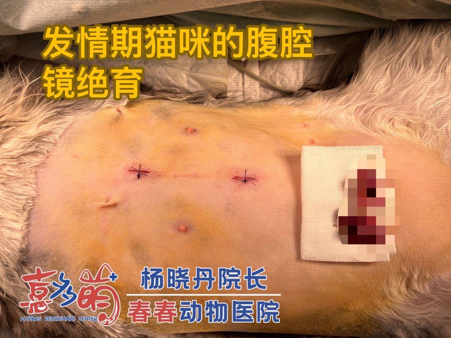 #猫咪腹腔镜绝育# 主打一个微创，发情期手术更加安全。 ​​​