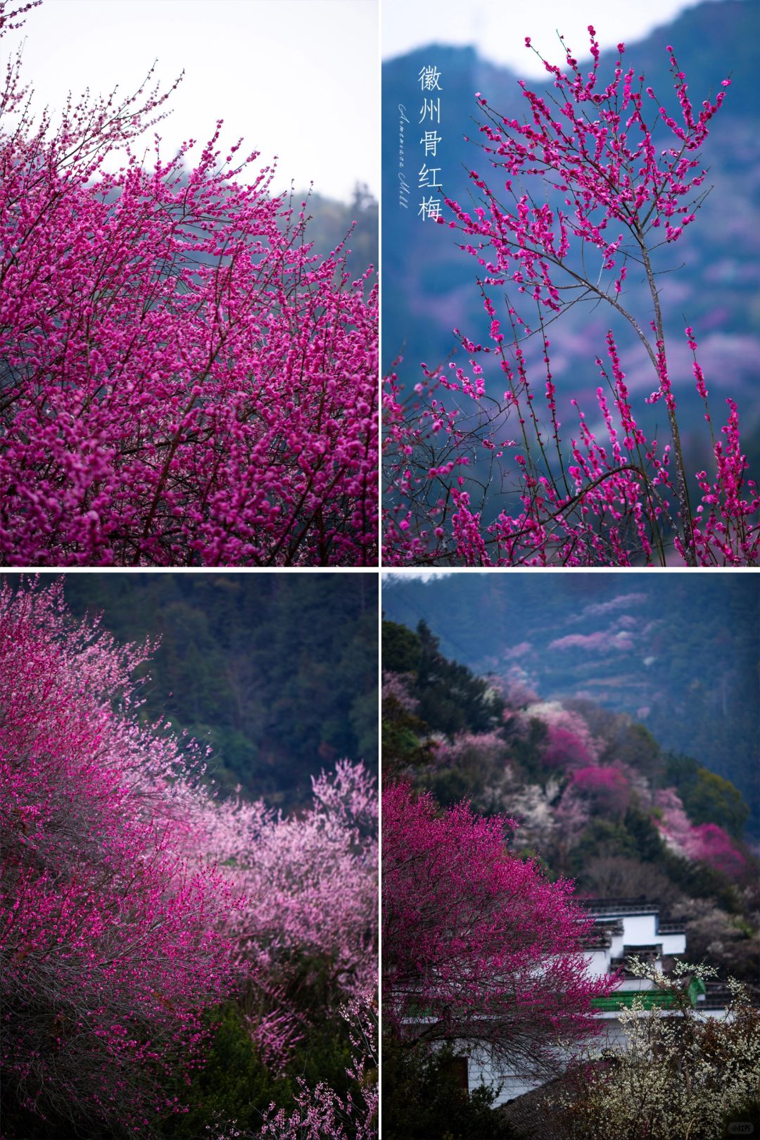 你一句春不晚，我便看到梅花满山|徽州梅花