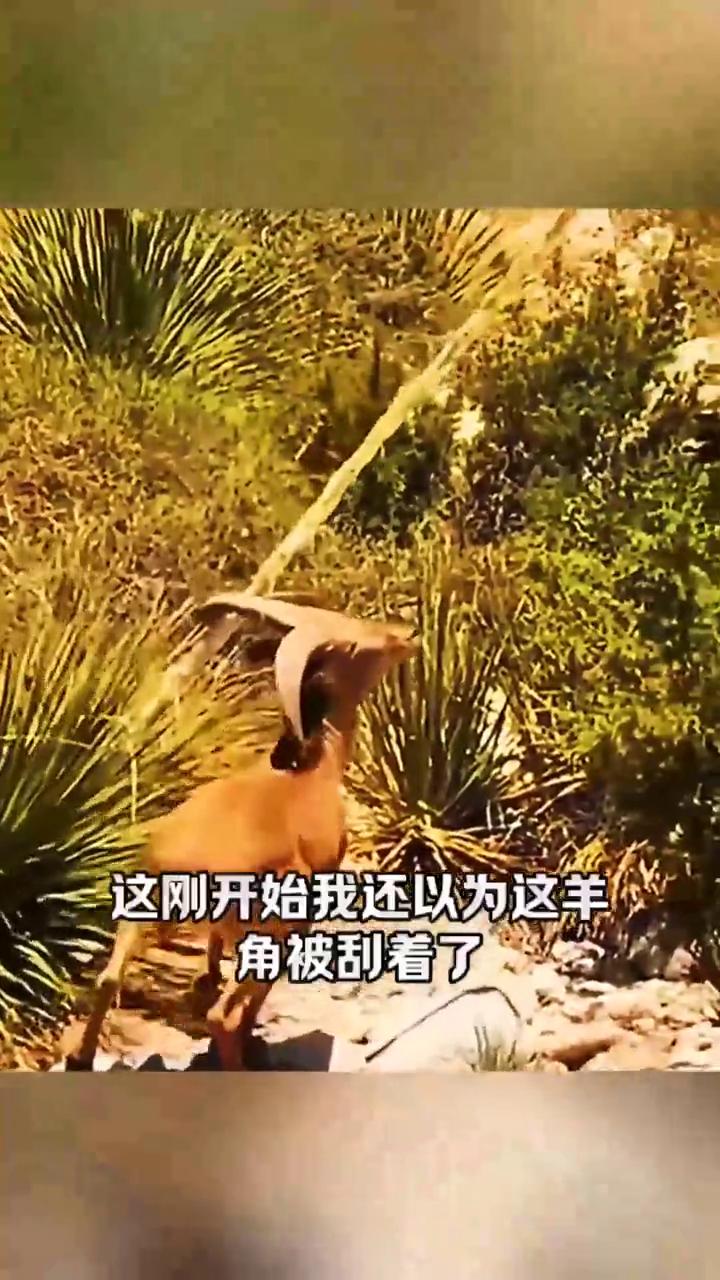 这样是要成精吗？这是几核大脑？
刚开始我还以为羊角被刮着了，看到最后我傻了，这哪