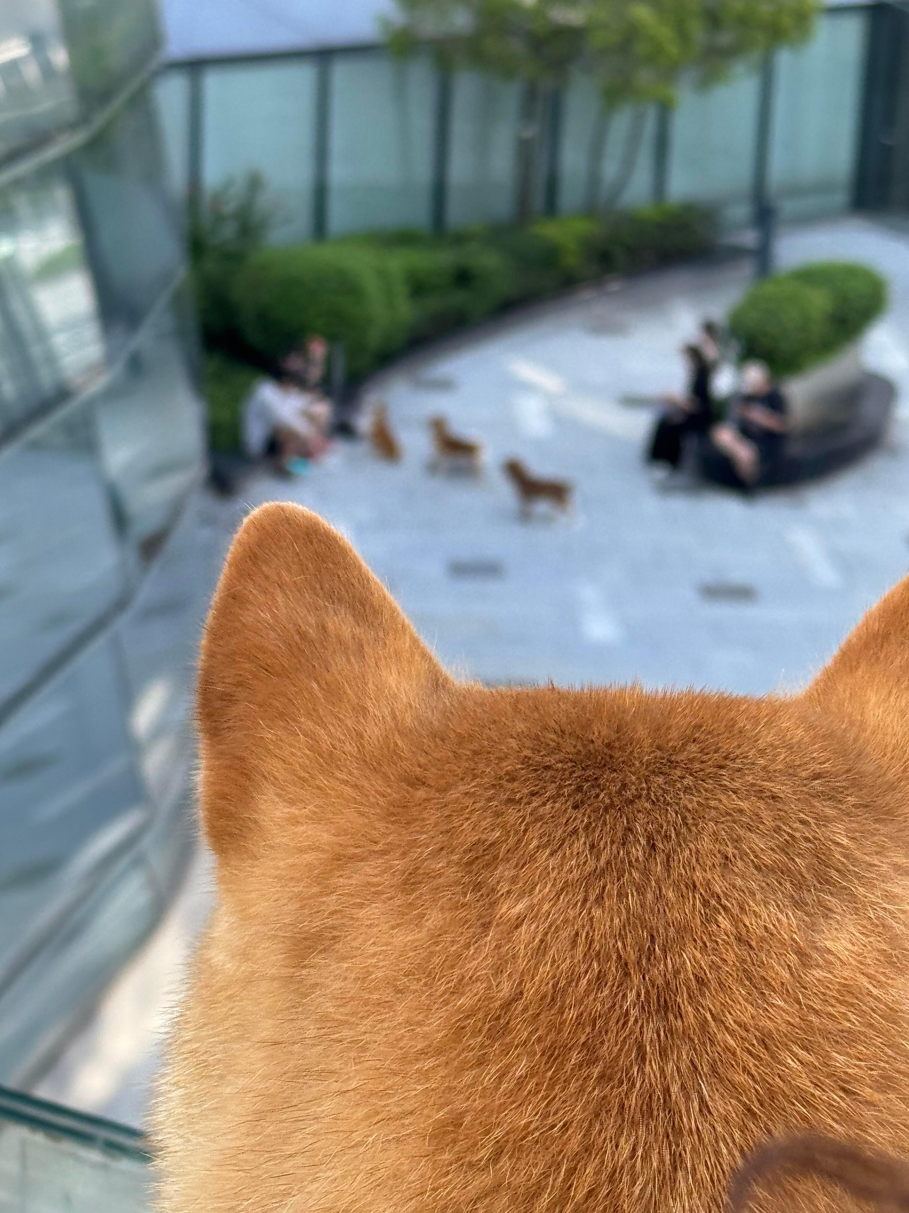 一群狗的狂欢 一只狗的寂寞 ​​​