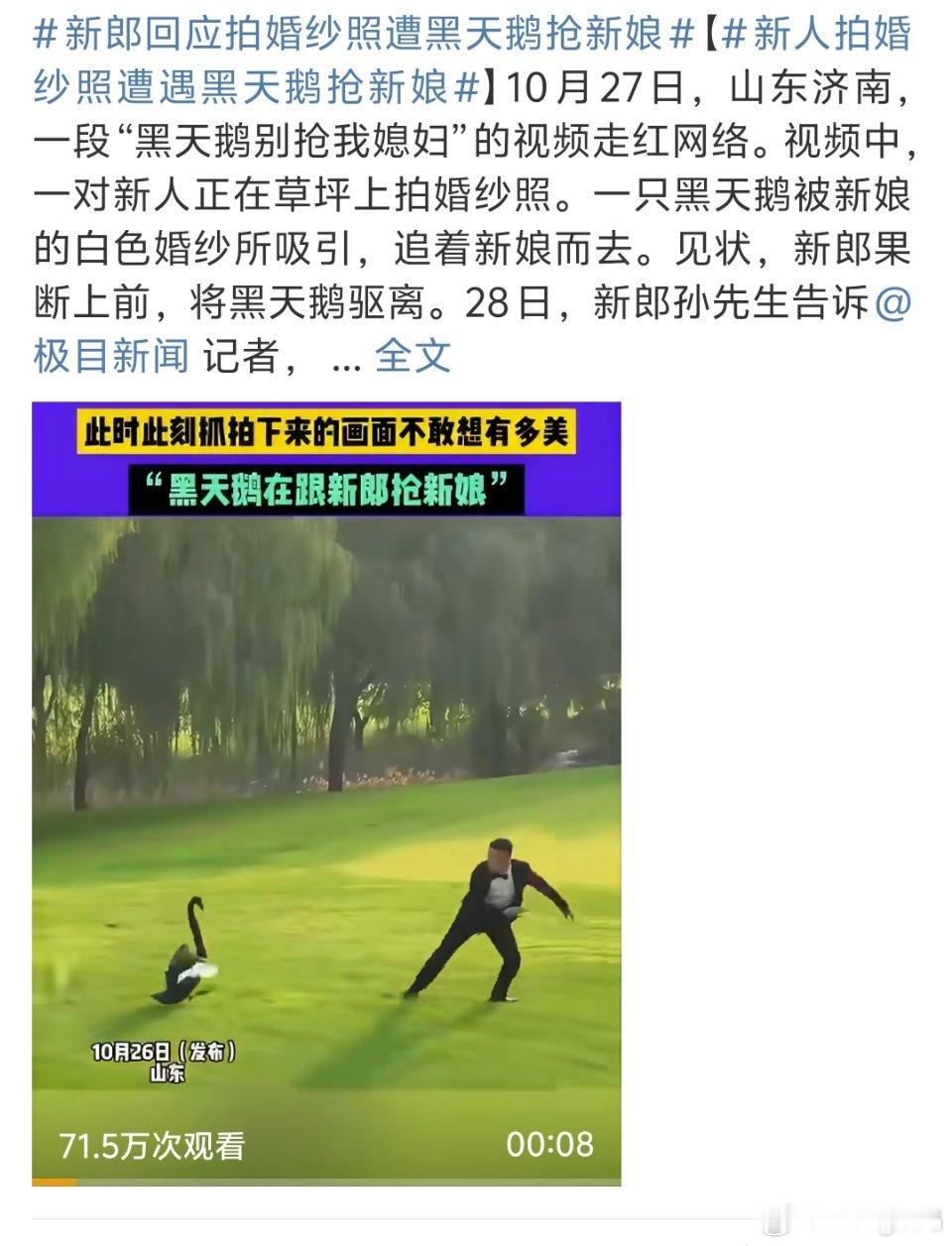 新人拍婚纱照遭遇黑天鹅抢新娘这是被黑天鹅当成癞蛤蟆了吗？不敢想象被咬一口会有多痛