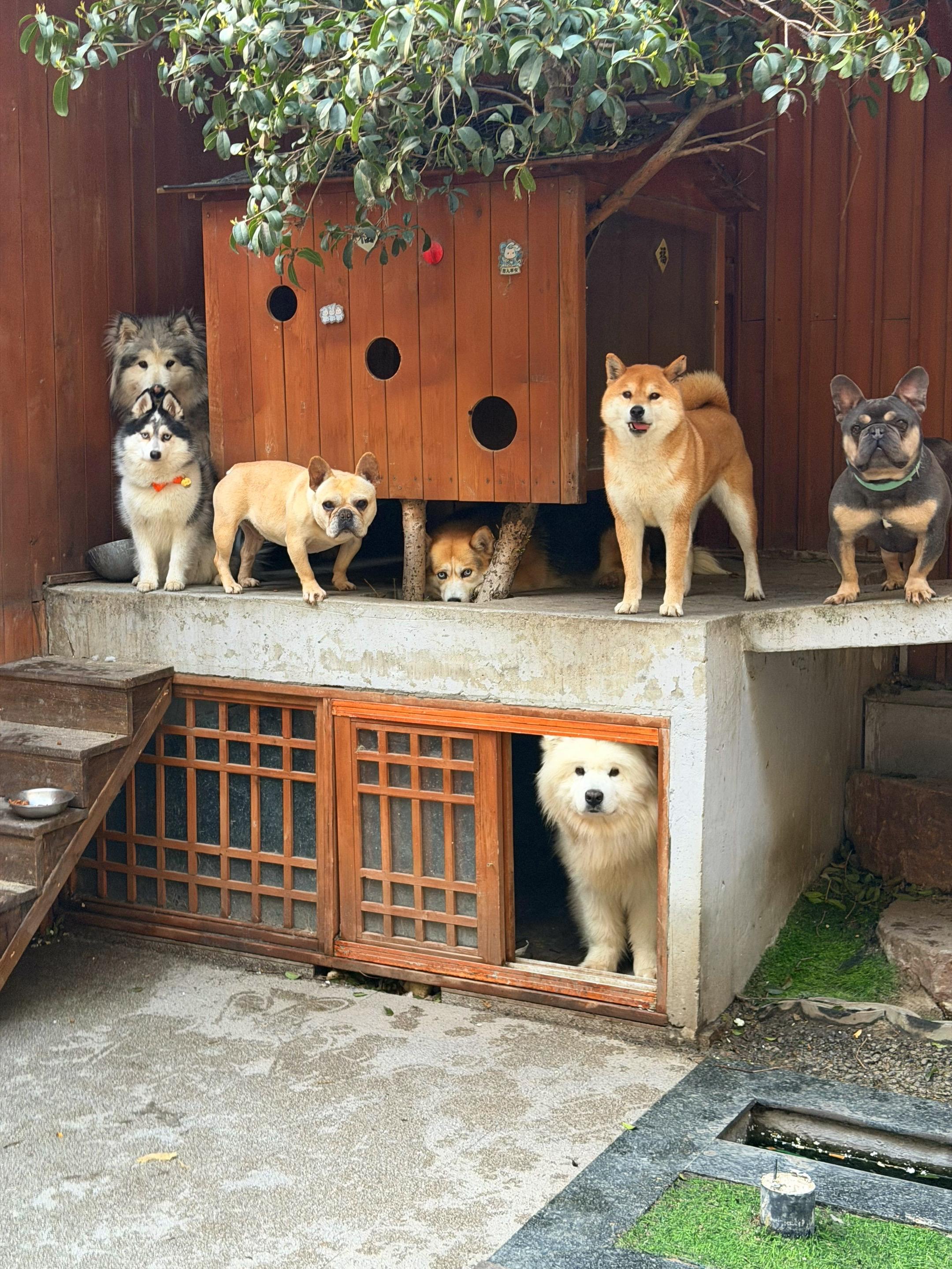 今日份狗狗美照