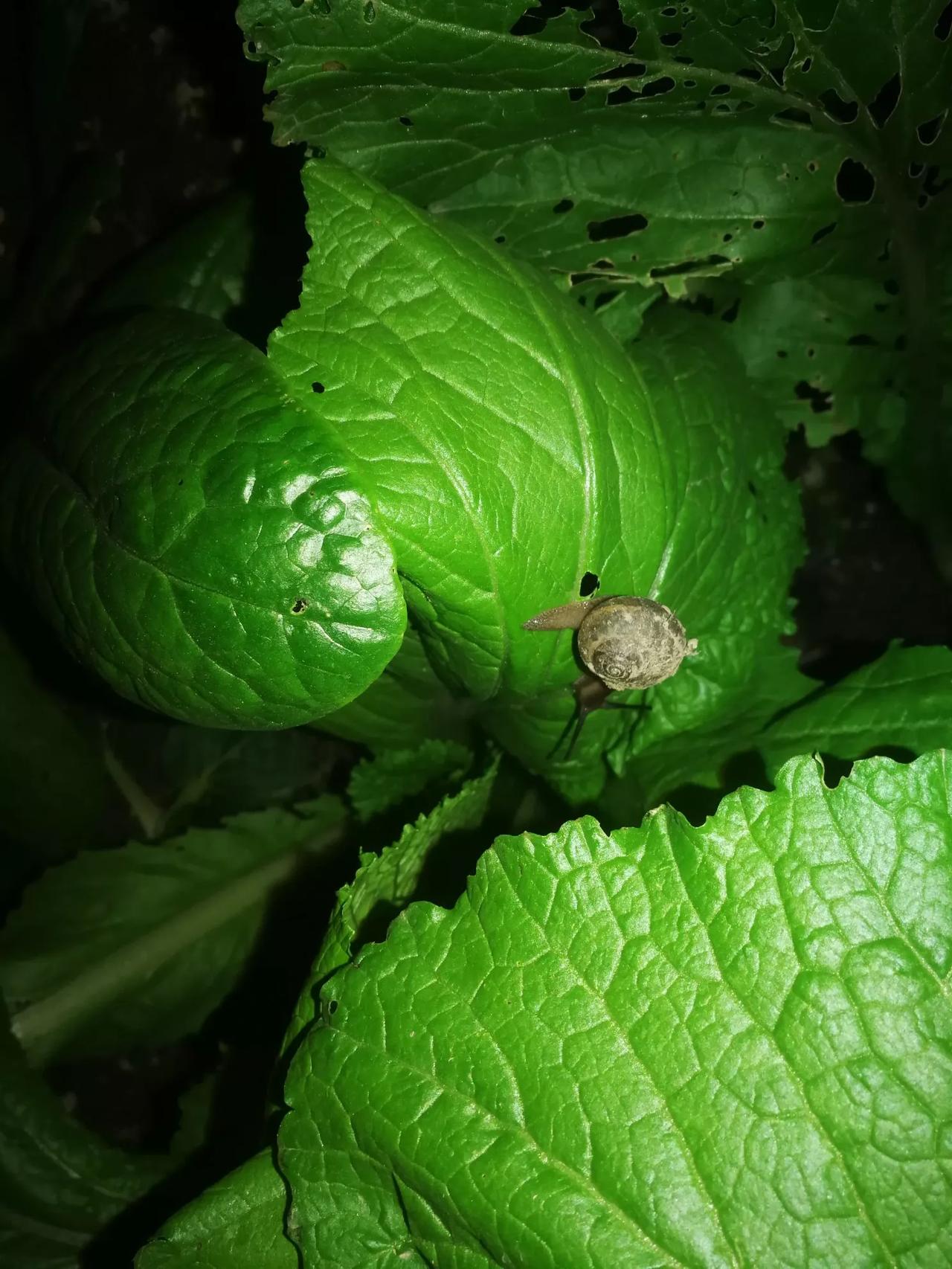 举头望明月，低头抓蜗牛🐌。
​洛阳亲友如相问，就说我在抓蜗牛🐌。
​桃花潭水