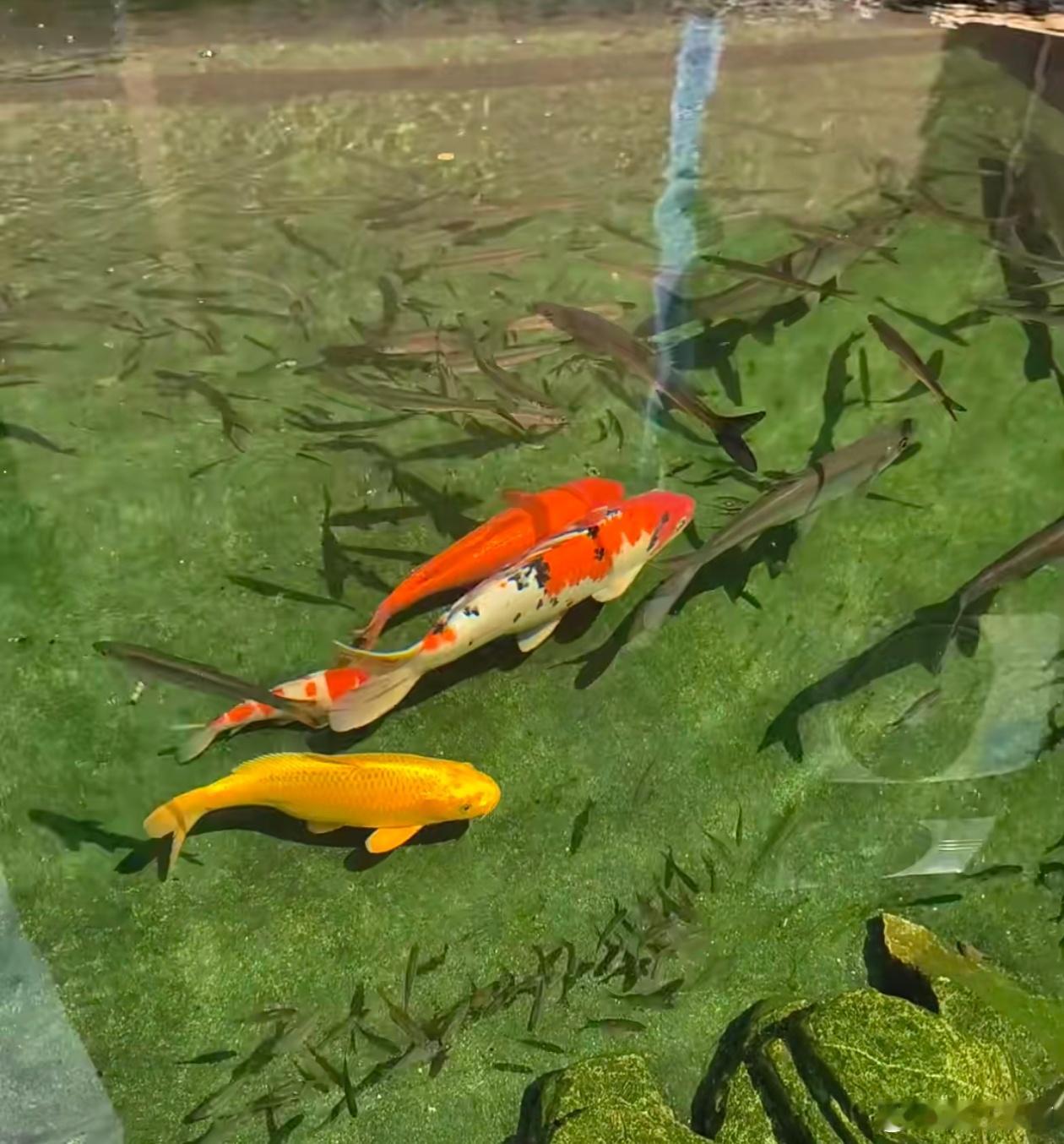 晨见锦鲤，寓意着以后所有的事都开始往美好方向去发展。因为锦鲤带来的是好运，是美好