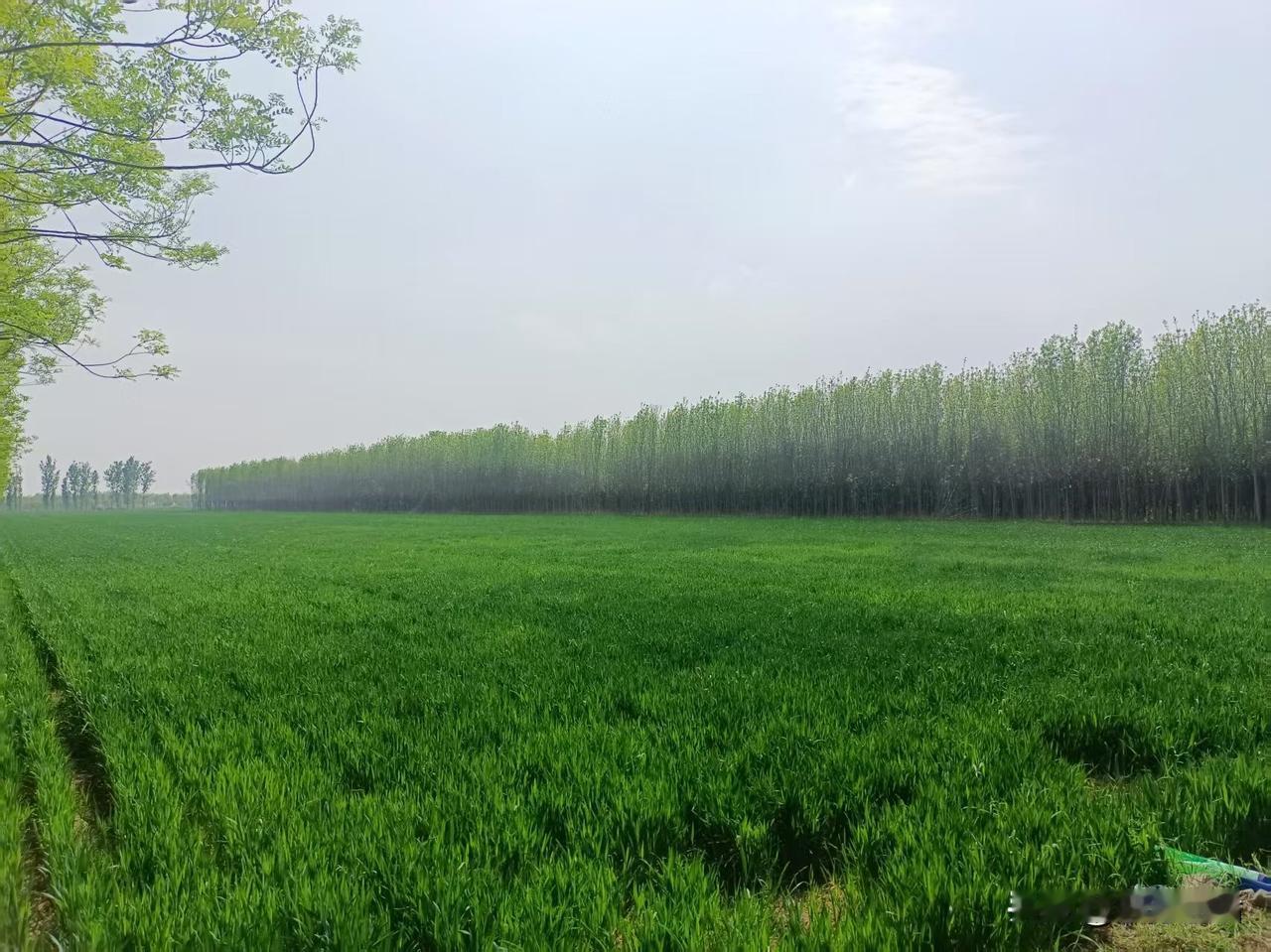 梁东方
见惯了大地上一棵树也没有，或者只有坟边孤零零的一棵树的麦田，再看见麦田周
