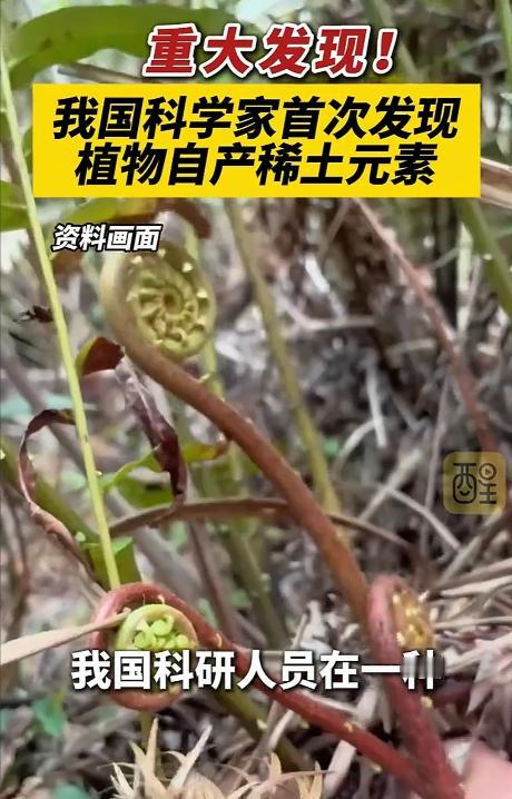 国运来了挡都挡不住！平时随处可见的乌毛蕨，被我国科研人员一研究，直接炸出世界级大