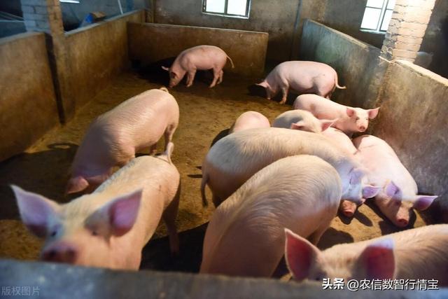 生猪期货全线上涨，牛市要来了？附5.15日全国猪价