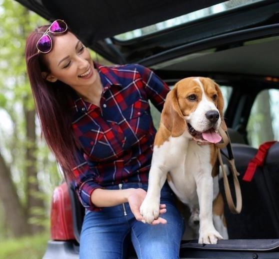 《“小狗看到有婚车拦路扮演娘家人”事件解析：这为好意头吗？》10月3日，“小狗看