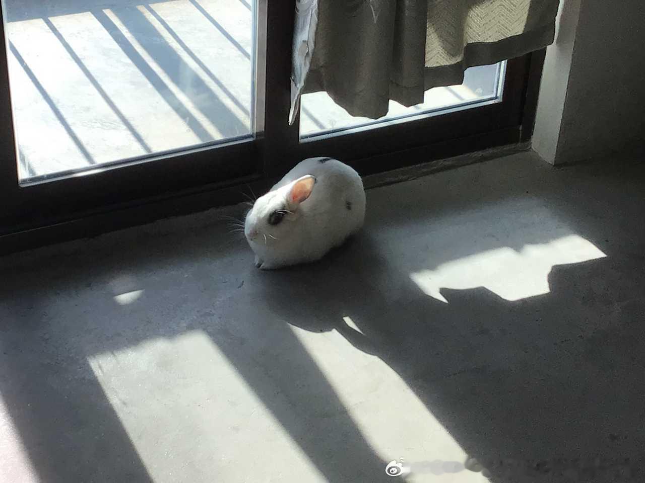14570🐇【想分享】一点一岁还是两岁前的兔大果，后悔没多拍些照片 
