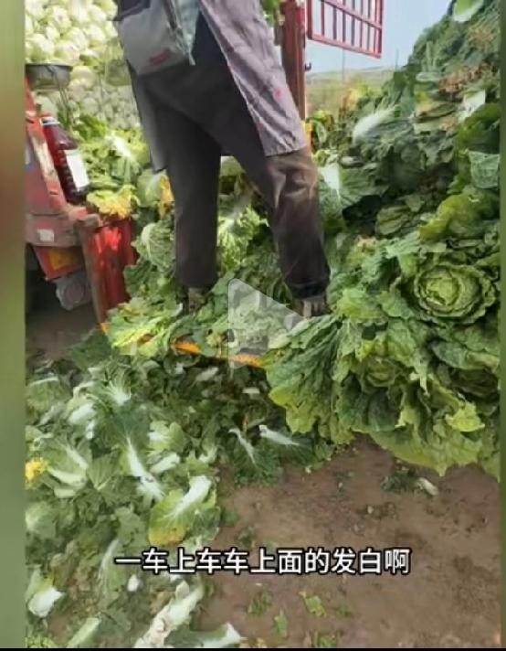 太缺德了，大白菜为了保存时间长就在白菜上沾放甲醛的水。我在超市买的白菜放了十多天