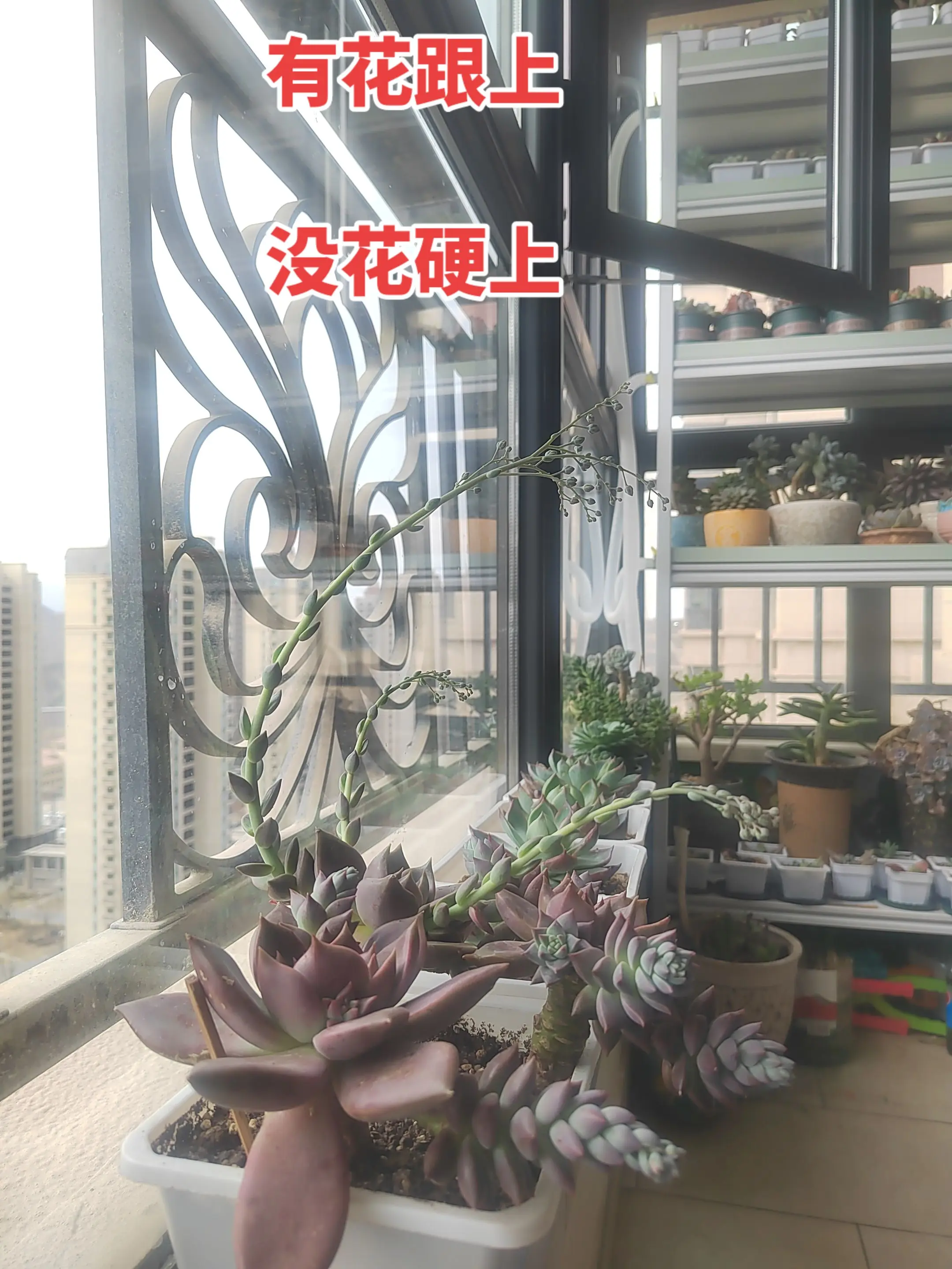 听说这个歌曲可以让拍的花火，你也试一试