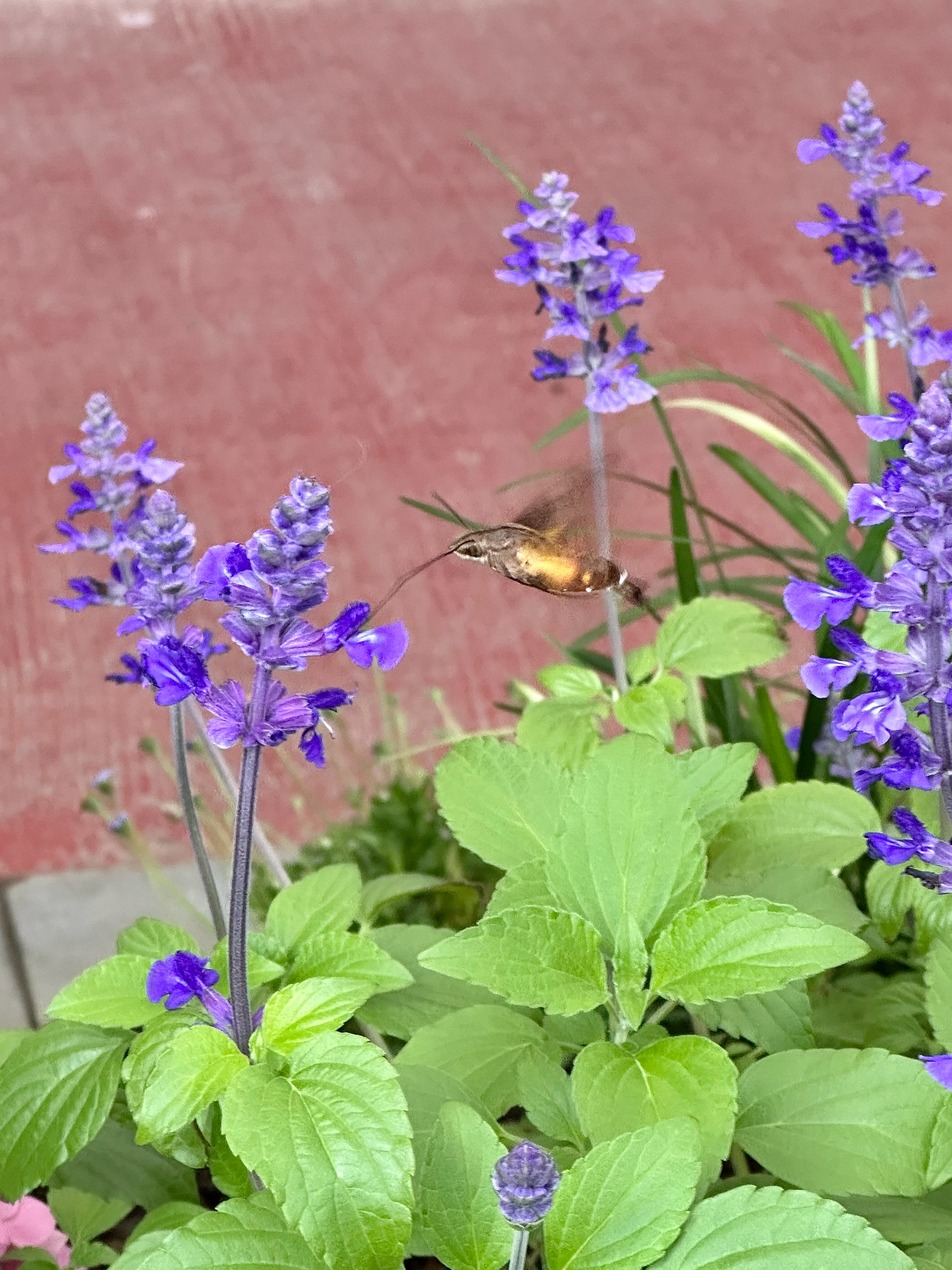 公园花坛看到几位大爷大妈捧着手机在拍照，他们显得格外兴奋好奇凑过去一看，是只采蜜
