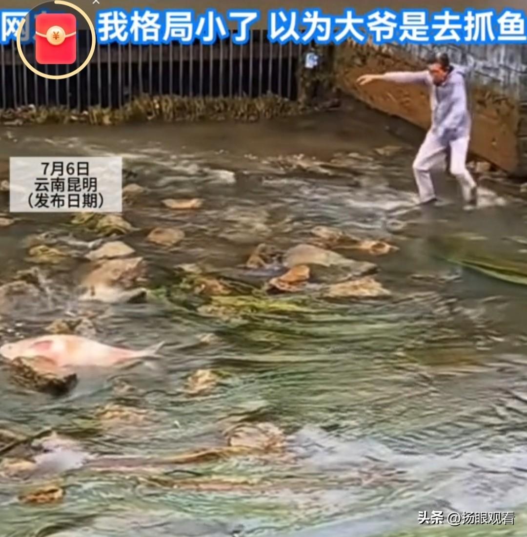 近日，云南昆明河道因为涨水退潮，大鱼被困浅滩动弹不得，围满看热闹路人。有位白发大
