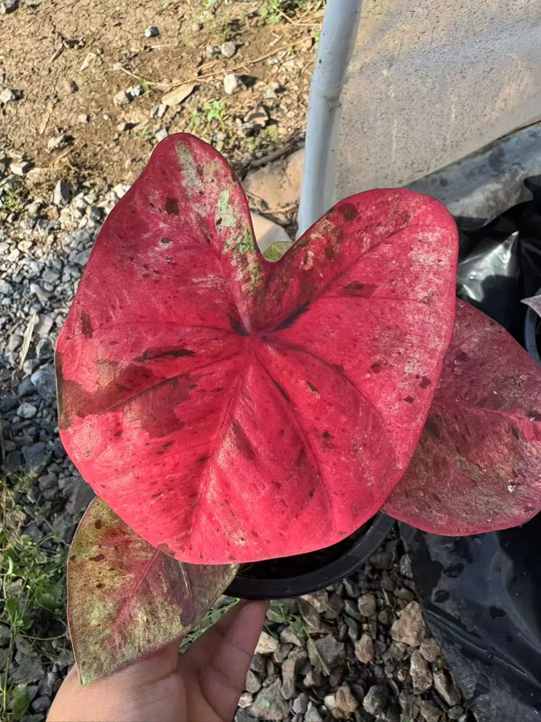 下期泰彩预告——达摩