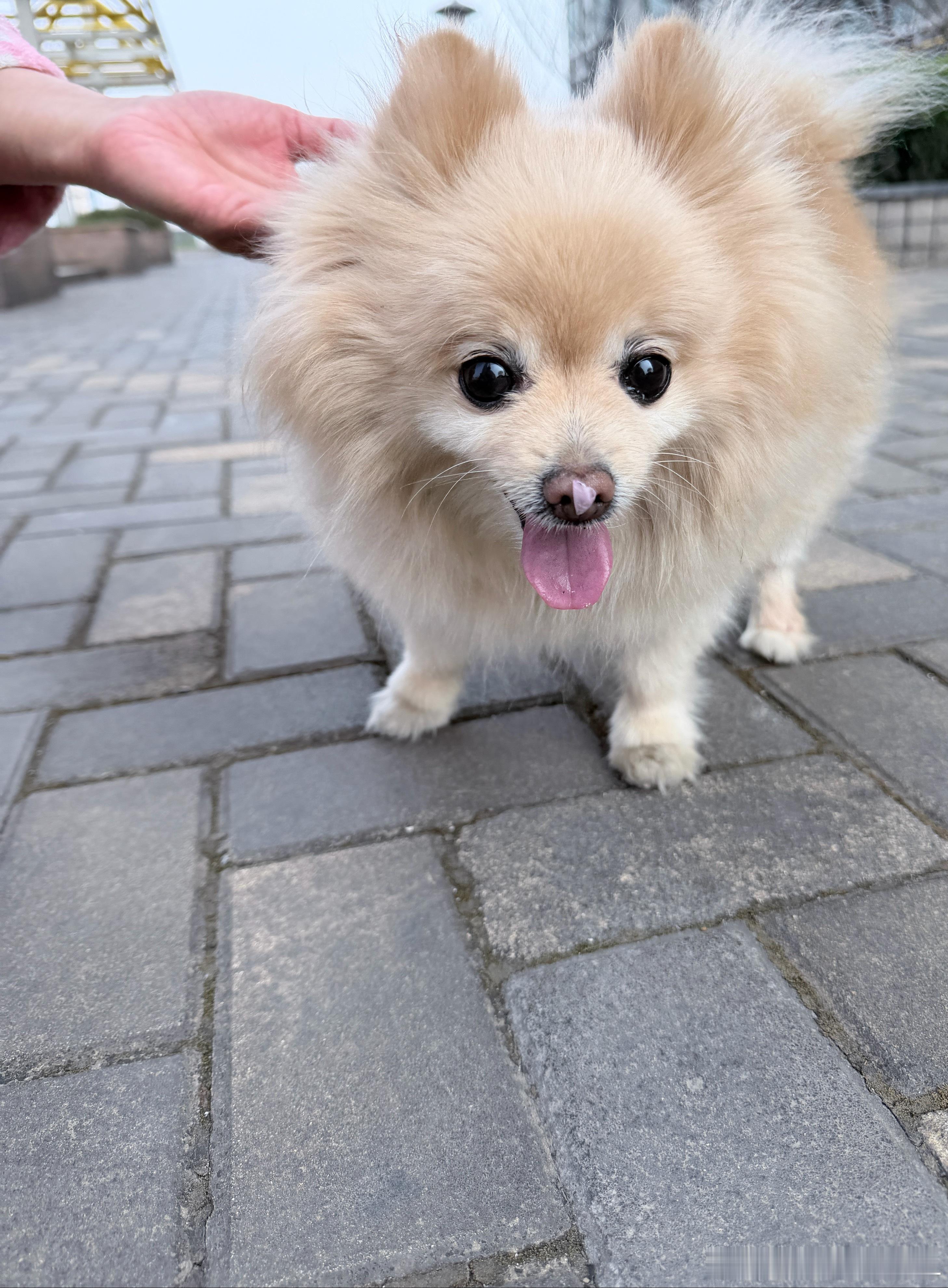 春天真好呀，天气不冷不热的到处鸟语花香。我和茶包祝大家周末快乐～大家有空要多出去