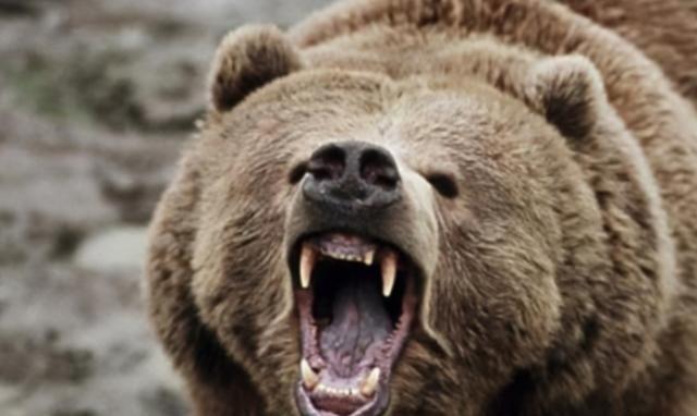 1998年，俄罗斯一头棕熊在母虎外出时残忍地咬死并吞食了它的两只幼崽，它不仅没有