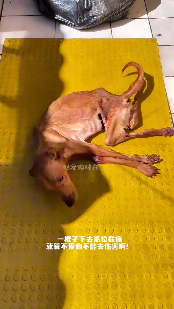 一棍子下去高位截瘫，就算不爱也不能去伤害。
宠物对白。