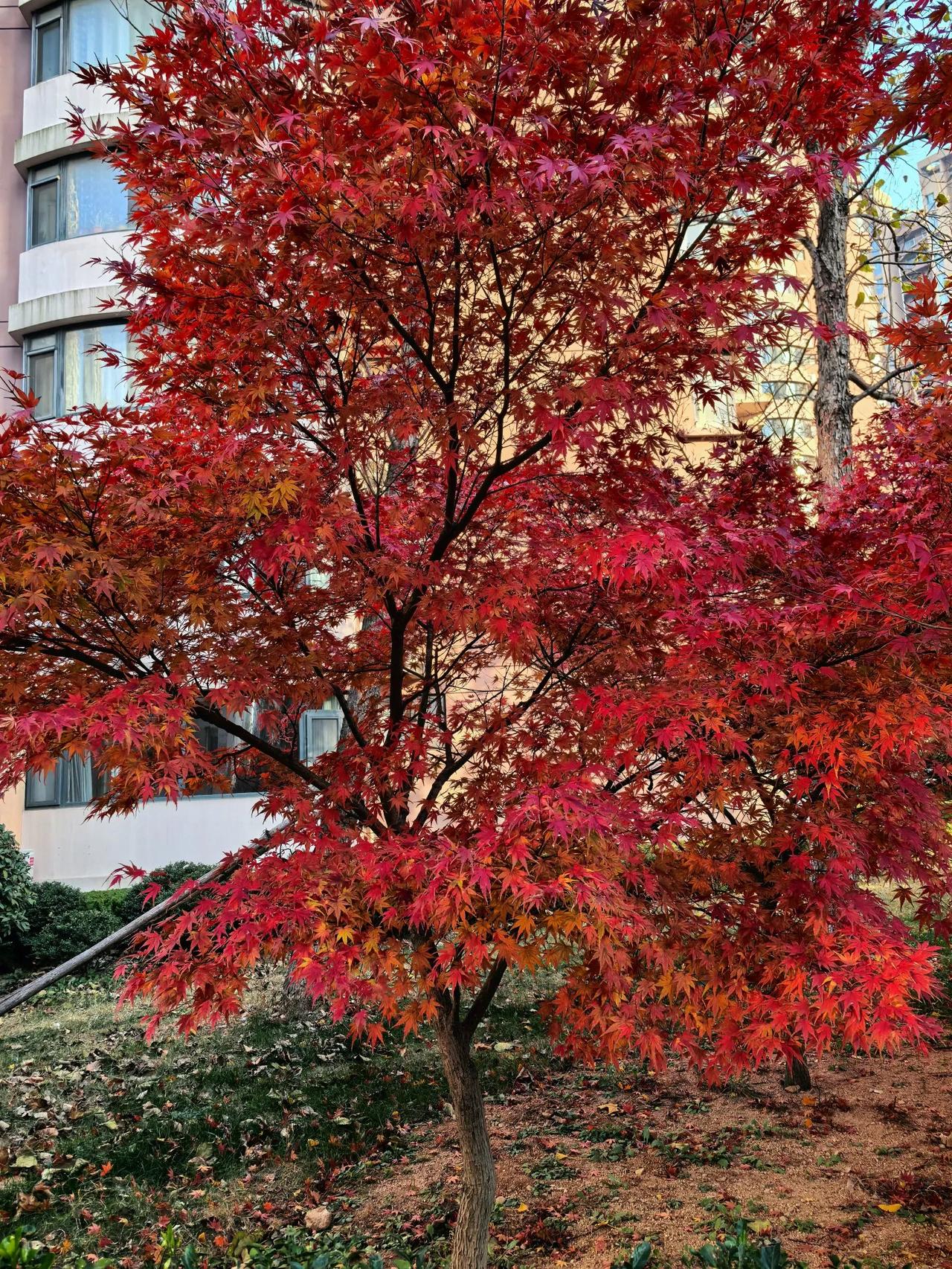 每天打卡，养成好习惯。做任何事情都需要坚持，在坚持的过程中，会遇到困难，想放弃而