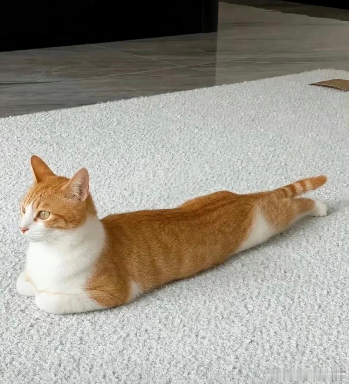 第一次见这么板正的小猫第一次见这么板正的小猫 