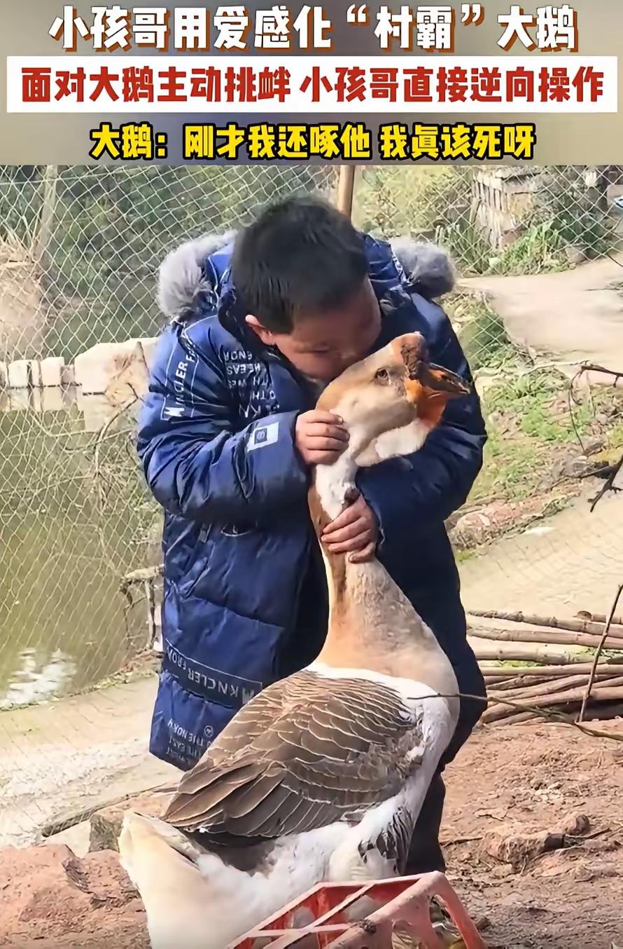 笑不活了！”重庆，一男孩回老家过年，看到大鹅就忍不住上去逗一下，不料，大鹅并不友
