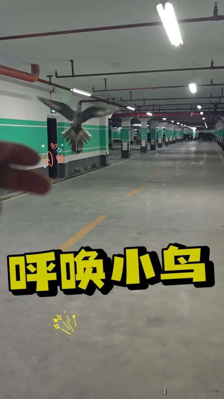 国庆节，出去飞鸟！爽得很！