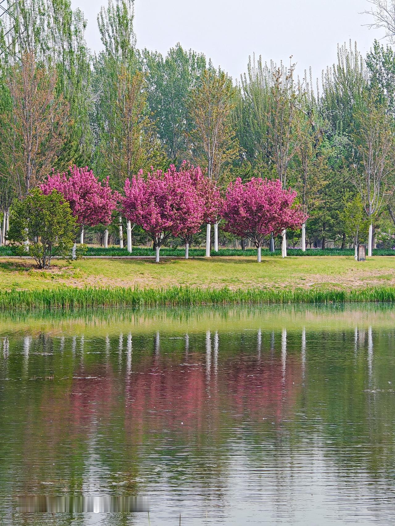 通州的运河故道景色真的绝美！就说北京城市绿心森林公园北侧的“上上码头”，那可是公