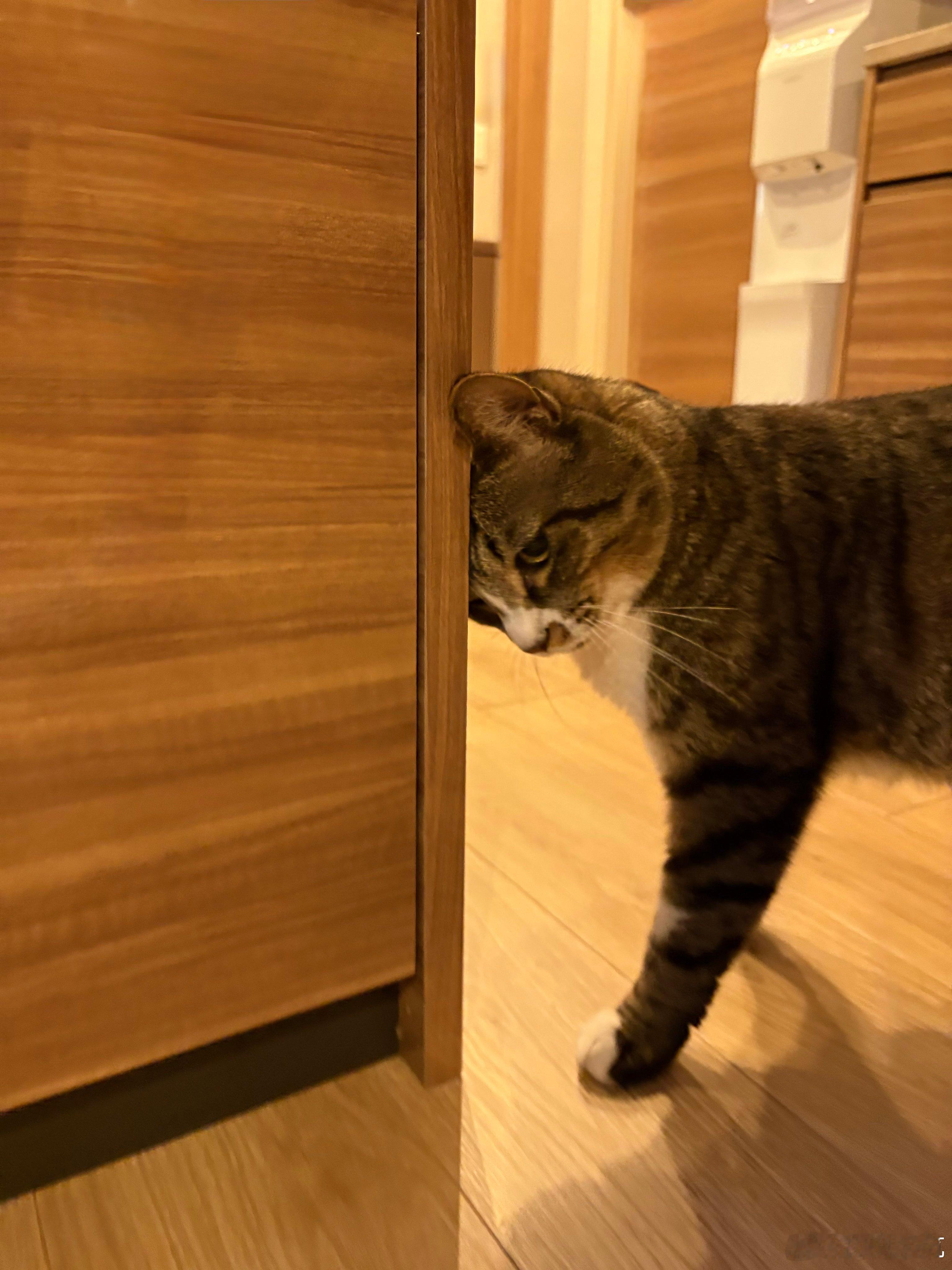 探头歪头，猫猫的卖萌任务完成✅ ​​​
