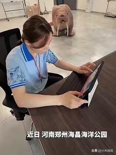 “解释不清了！”河南郑州，一只海象为了讨吃的，竟然自己爬上楼找饲养员，还朝饲养员