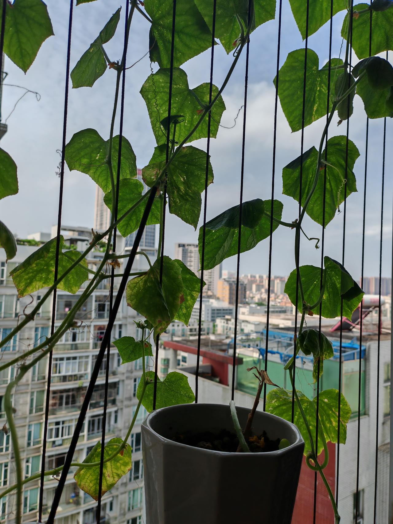 阳台新手上线，第一次种水果青瓜，全程细心照料。从嫩芽长到爬藤开花，一路满心期待。
