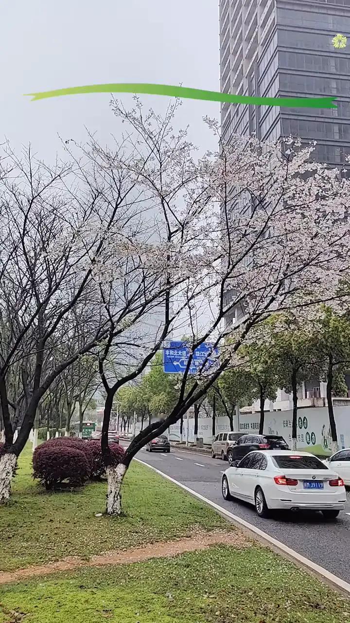 樱花盛开在都市，春意盎然！
南昌街头随拍！
又到了樱花盛开的季节。