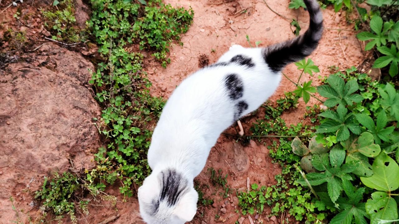 晒出你家的调皮小猫可爱的小喵喵分享一张你拍的动物照片